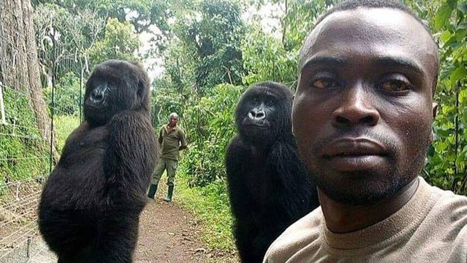 Due gorilla in posa da rockstar. Quanto è umano quel selfie