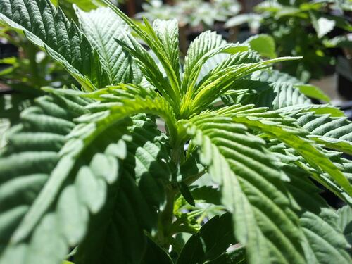 Arriva la Chiesa della Cannabis