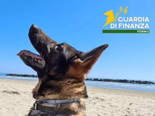 Addio a Fancy, il cane instancabile che ha fiutato centinaia di chili di droga