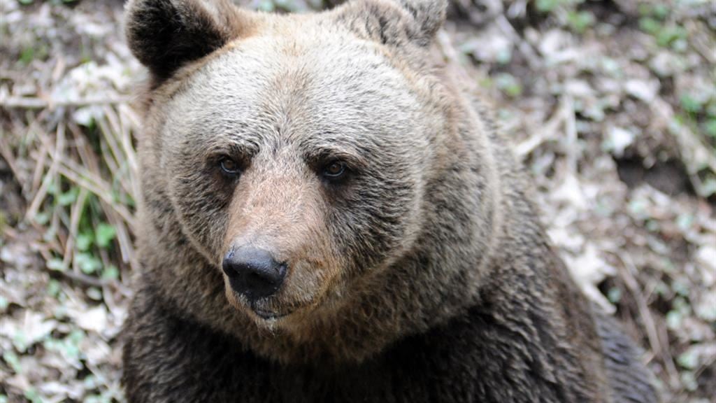 Fugatti a processo per la morte dell'orso M90. Il gip: "Animale ucciso con crudeltà"