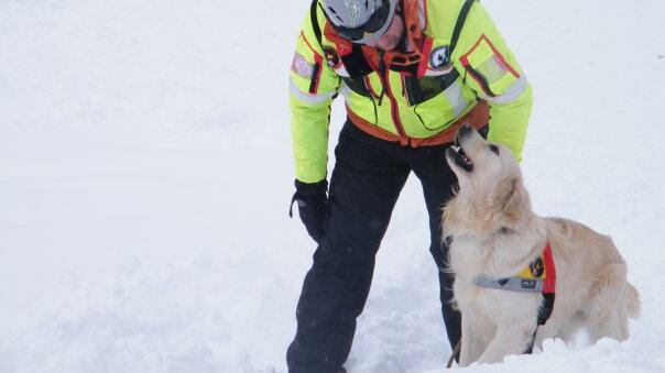 Morto Scott, il cane eroe che scavò tra le macerie di Amatrice