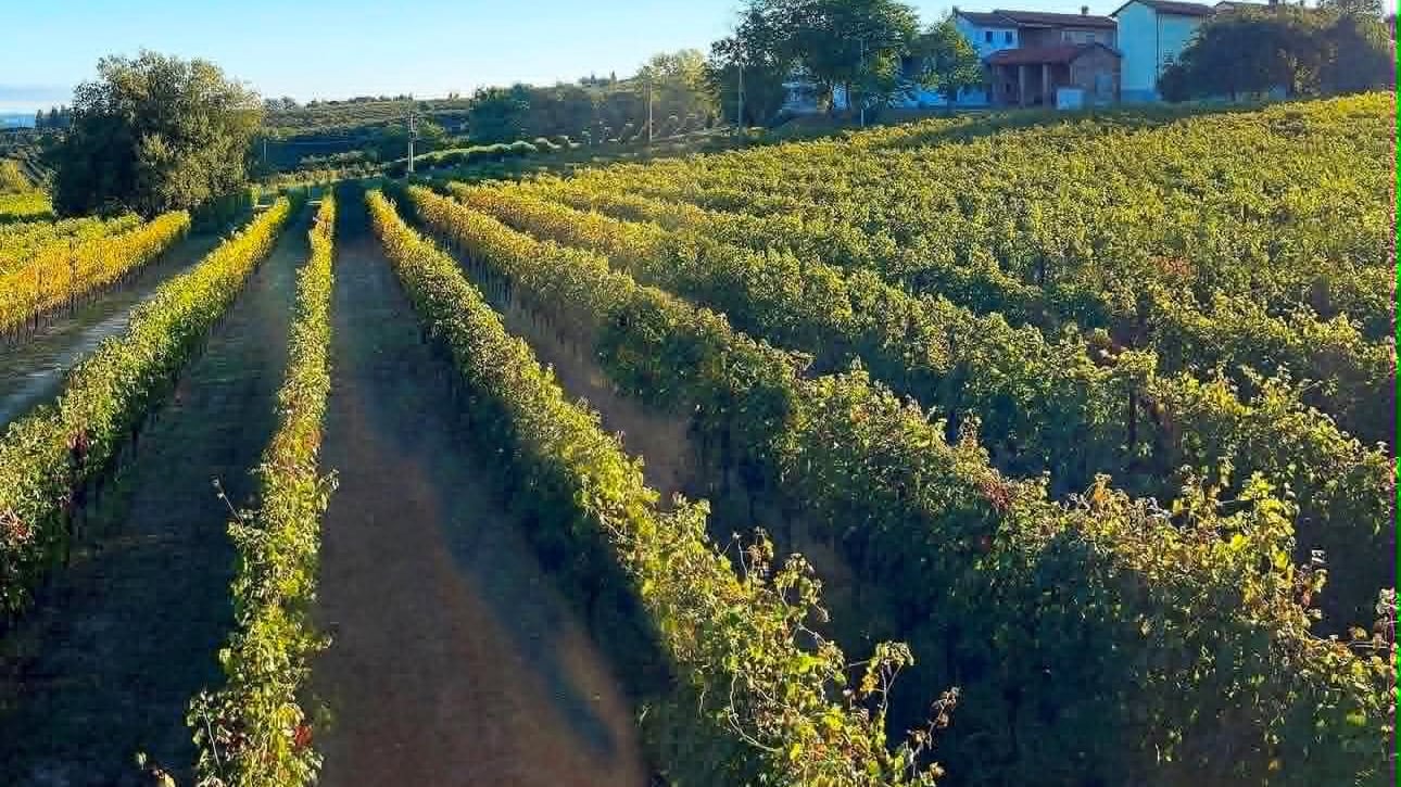 Cordero di Montezemolo, la ricerca dell’armonia assoluta