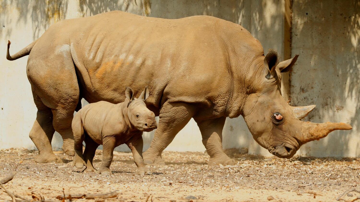 I compleanni degli animali? Adesso li organizzano gli zoo