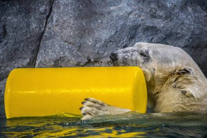 Orso polare in Brasile 8
