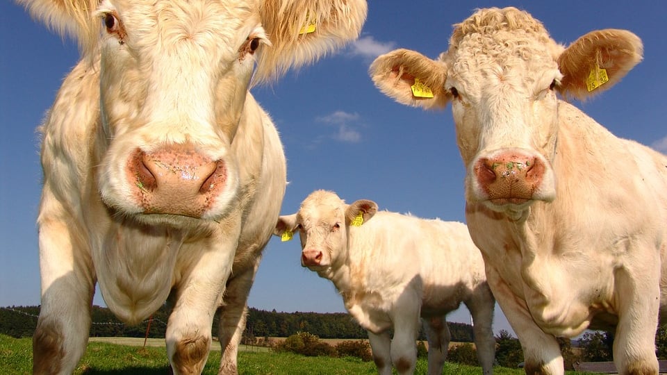 La puzza delle mucche dà fastidio ai vicini: allevatore multato