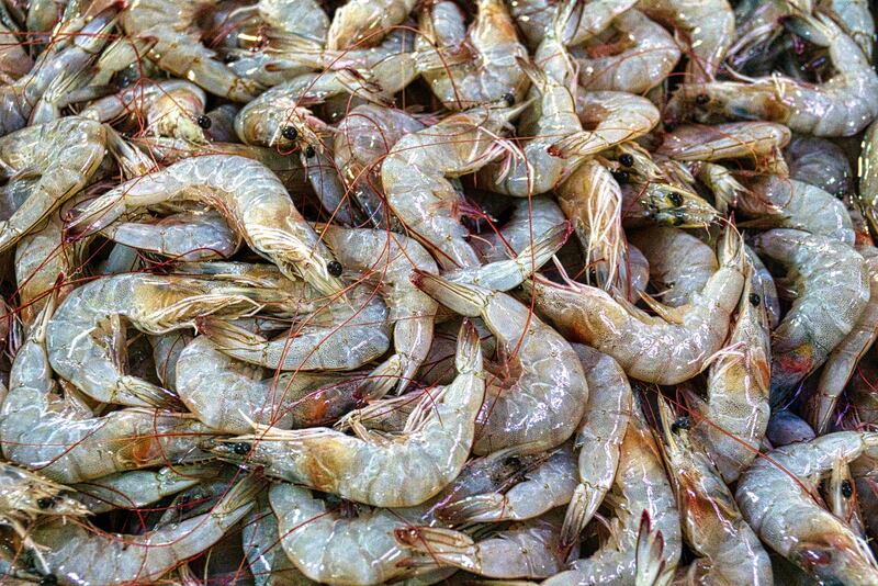 crostacei
