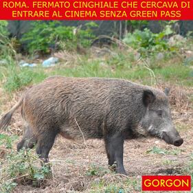 Ecco la satira del giorno. Cinghiale fermato a Roma 1