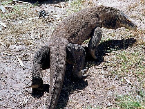 Potrebbe chiudere l'isola di Komodo in Indonesia: draghi a rischio estinzione