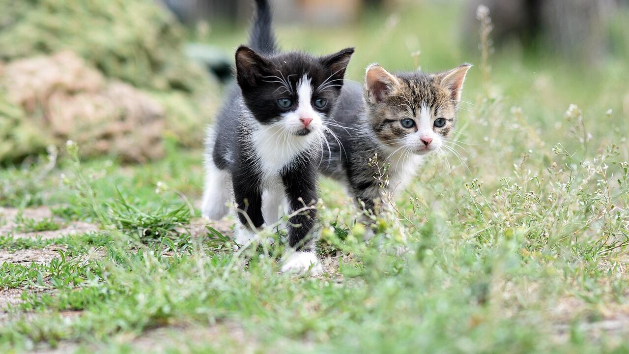 In Turchia l'assegno di mantenimento per i gatti: ecco quanto dovrà sborsare per i felini