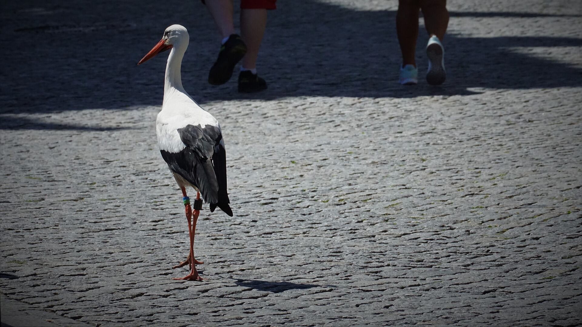 Le città degli animali