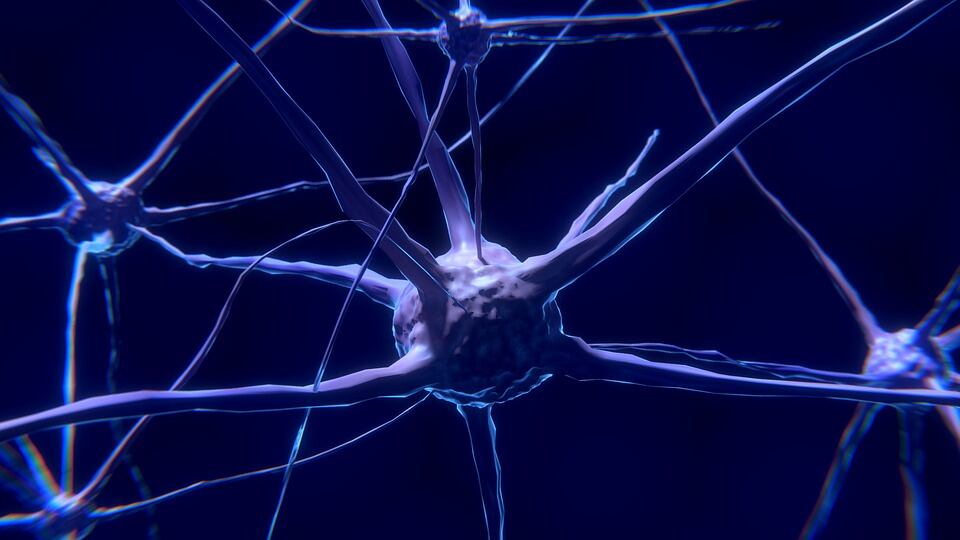 Il legame tra ipotalamo e paura