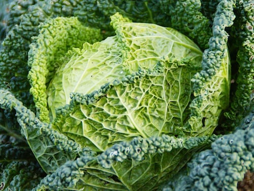 Verza: tutte le curiosità sulle sue caratteristiche benefiche
