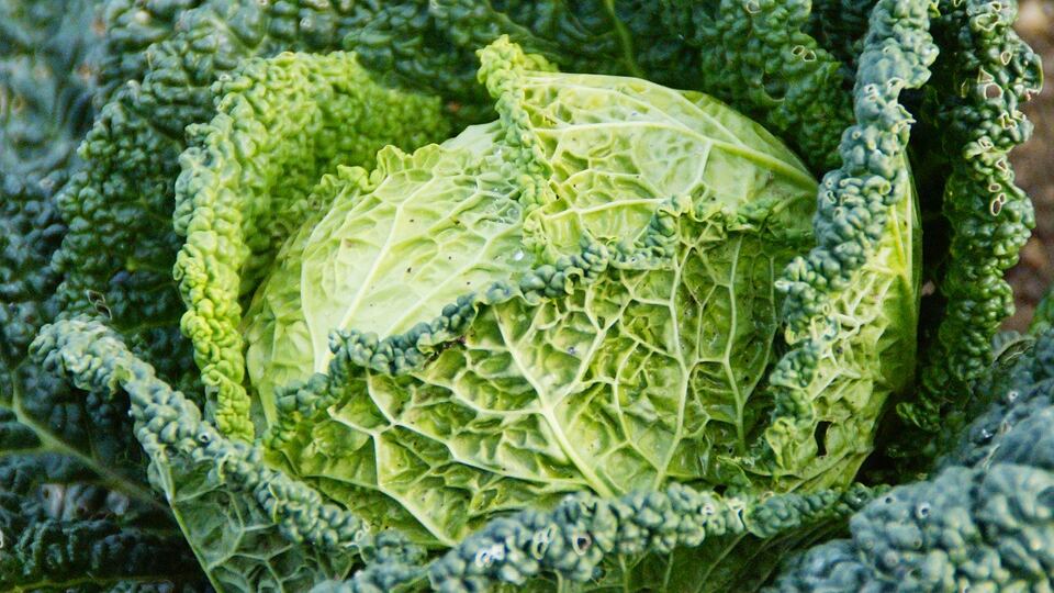Verza: tutte le curiosità sulle sue caratteristiche benefiche