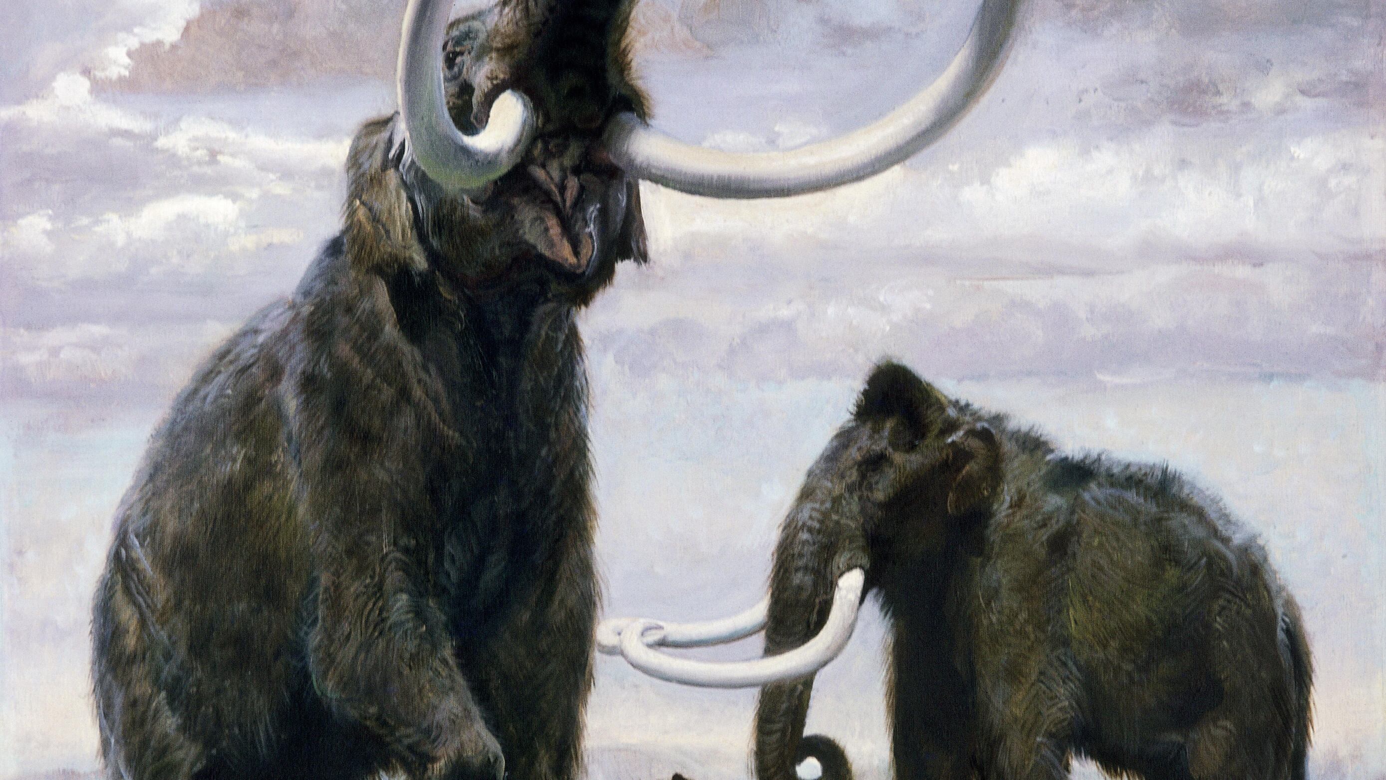 Il mammut ritorna sulla terra. A 4mila anni dall'estinzione