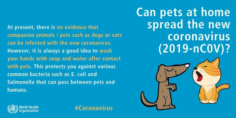 l'Oms conferma: gli animali da compagnia non trasmettono il Coronavirus