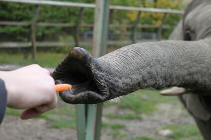 Elefante si fa un selfie 17