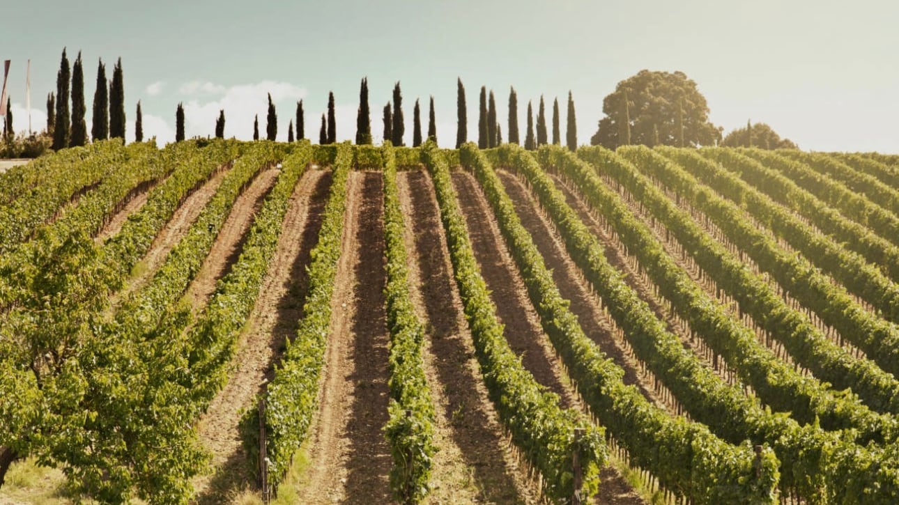 Montalcino