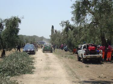 Ulivi abbattuti, il blitz a Oria 9