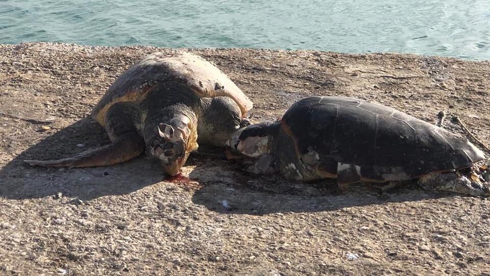 "Legate e fatte annegare". Caccia al killer seriale di tartarughe