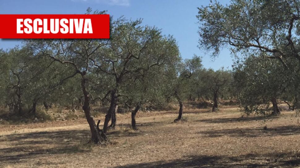 Bitonto, tra campagna e degrado