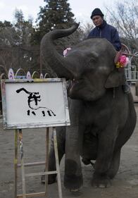 Yumeka, l'elefante pittore 4
