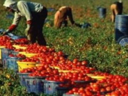Brindisi, falsi braccianti agricoli: una truffa da 200mila euro