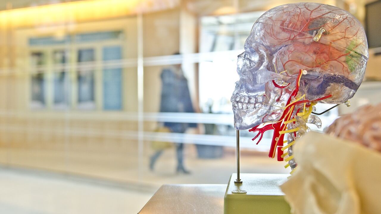 Ictus, una nuova procedura aiuta la rigenerazione dei vasi sanguigni