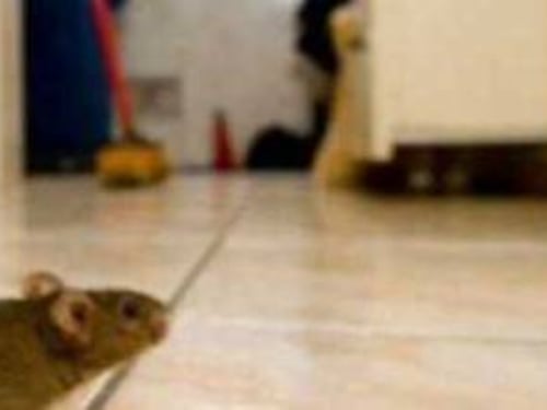 Roma, la Asl costringe i presidi alla caccia ai topi a scuola