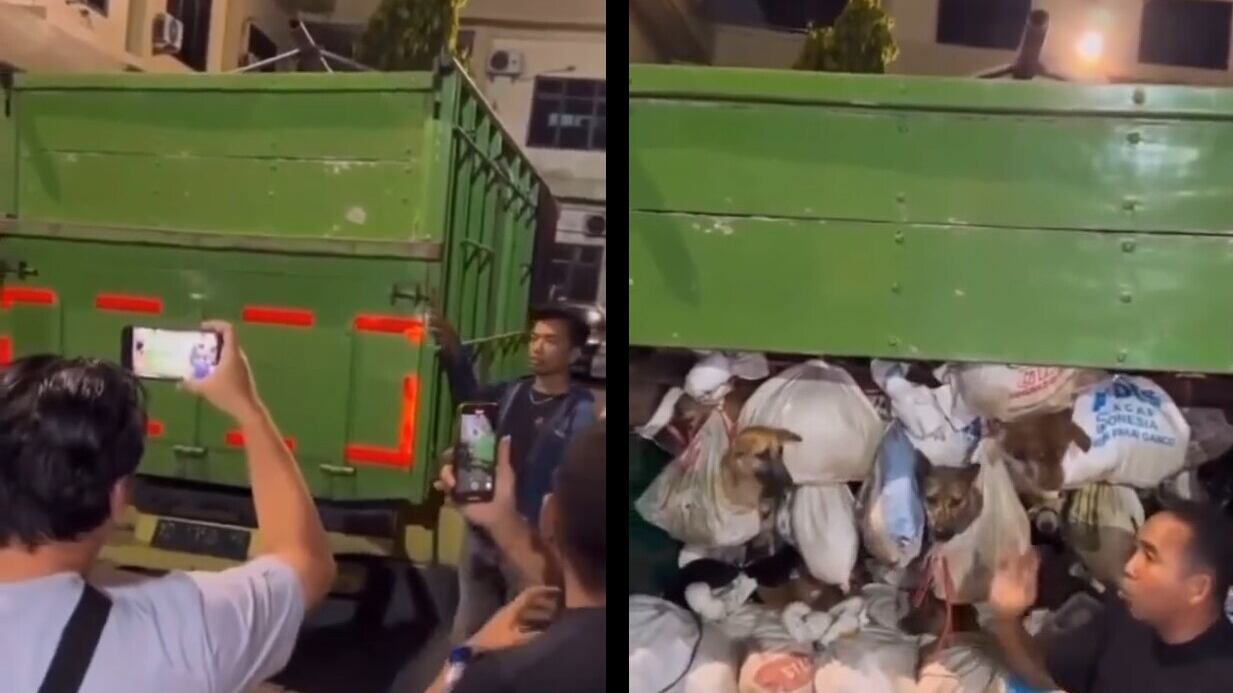 Oltre 200 cani insacchettati vivi e pronti per il macello: choc in Indonesia