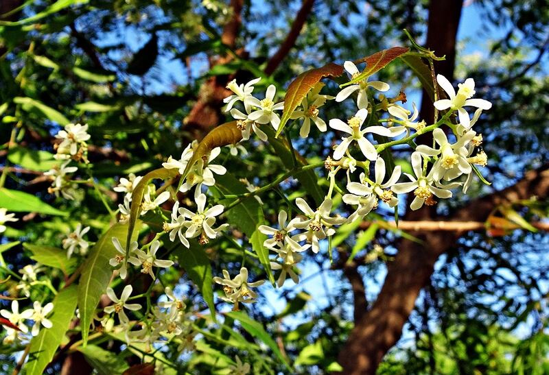 pianta di neem