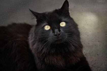 Gatto nero, foto 15