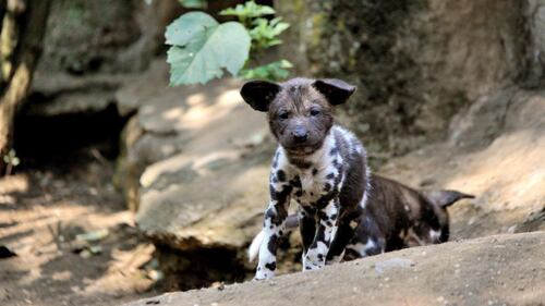 Nati due cuccioli di licaone al Bioparco di Roma 3