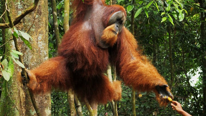 Malesia, liberati oranghi e coccodrilli ostaggio di contrabbandieri