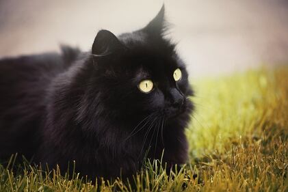 Gatto nero, foto 2
