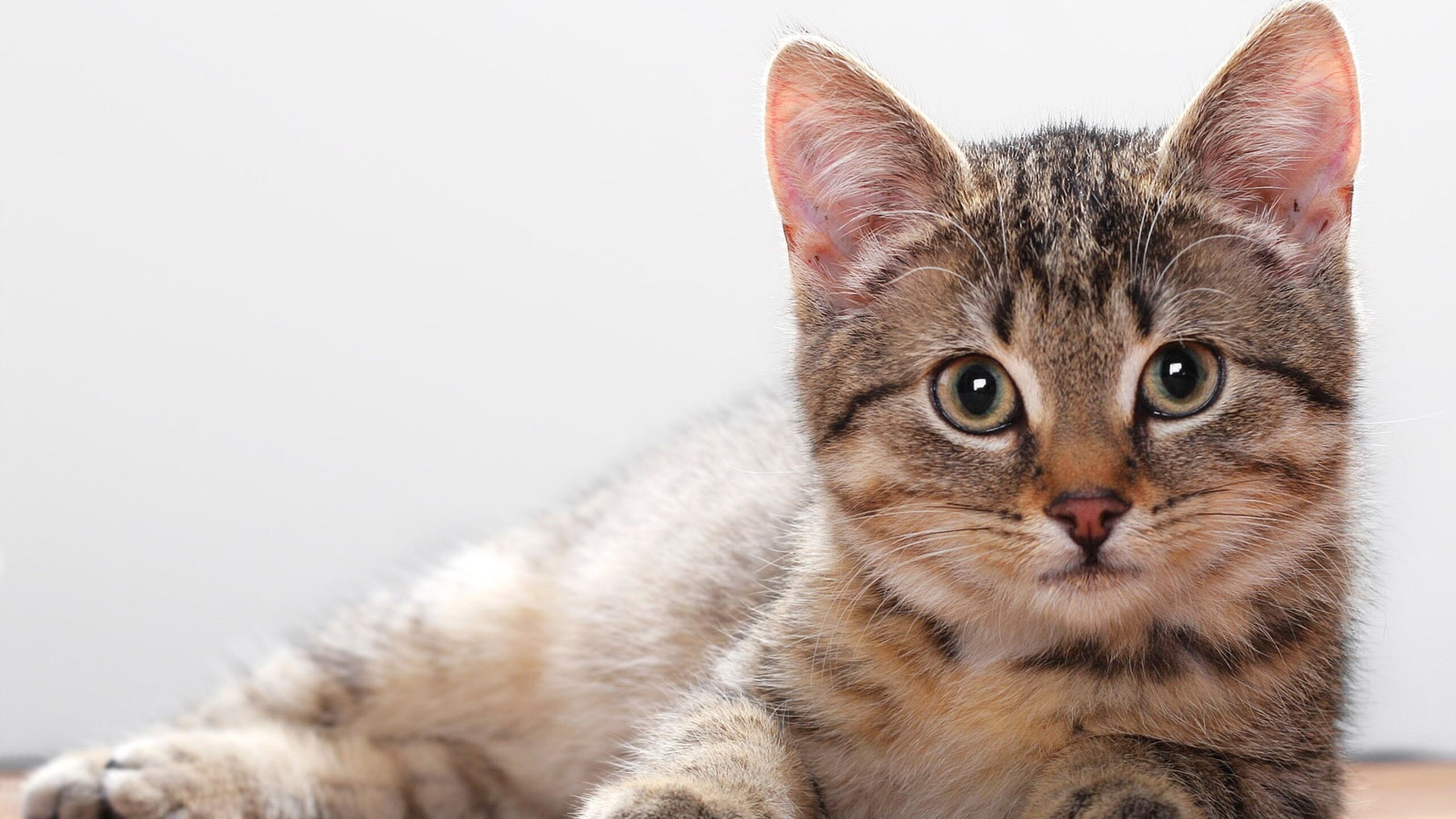 Il gatto le lecca l'occhio: pochi giorni dopo, il terribile dramma