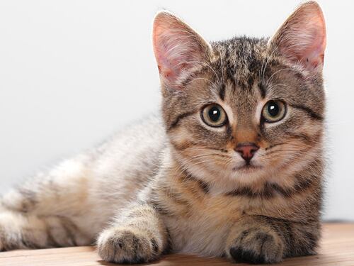 Il gatto le lecca l'occhio: pochi giorni dopo, il terribile dramma