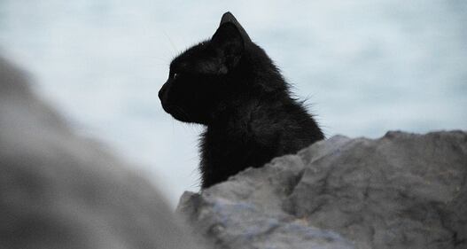 Gatto nero, foto 3