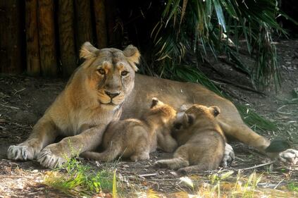 Bioparco di Roma sono nati due leoncini asiatici 1