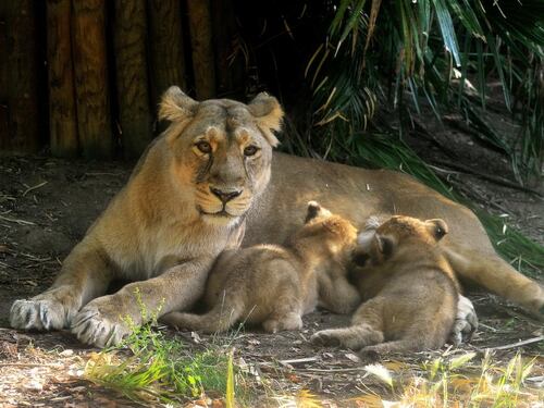 Al Bioparco sono nati due leoncini asiatici