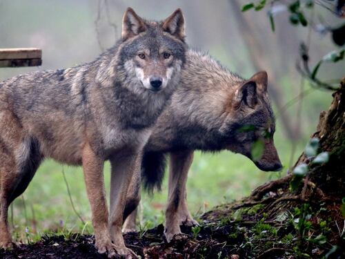 Rimini, due fratelli sparano a forestali scambiandoli per lupi