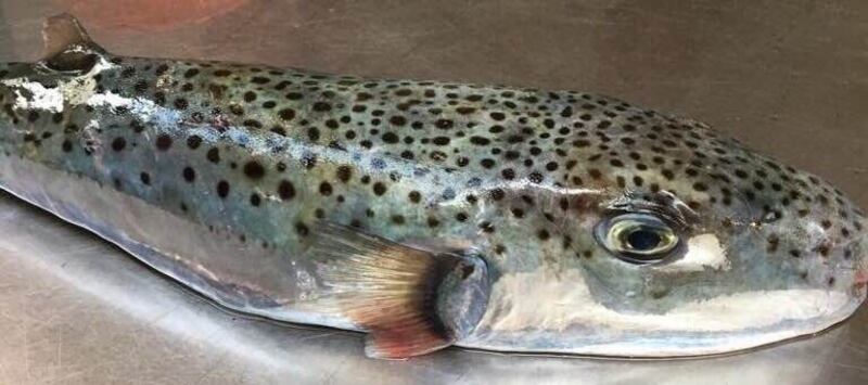 pesce palla maculato