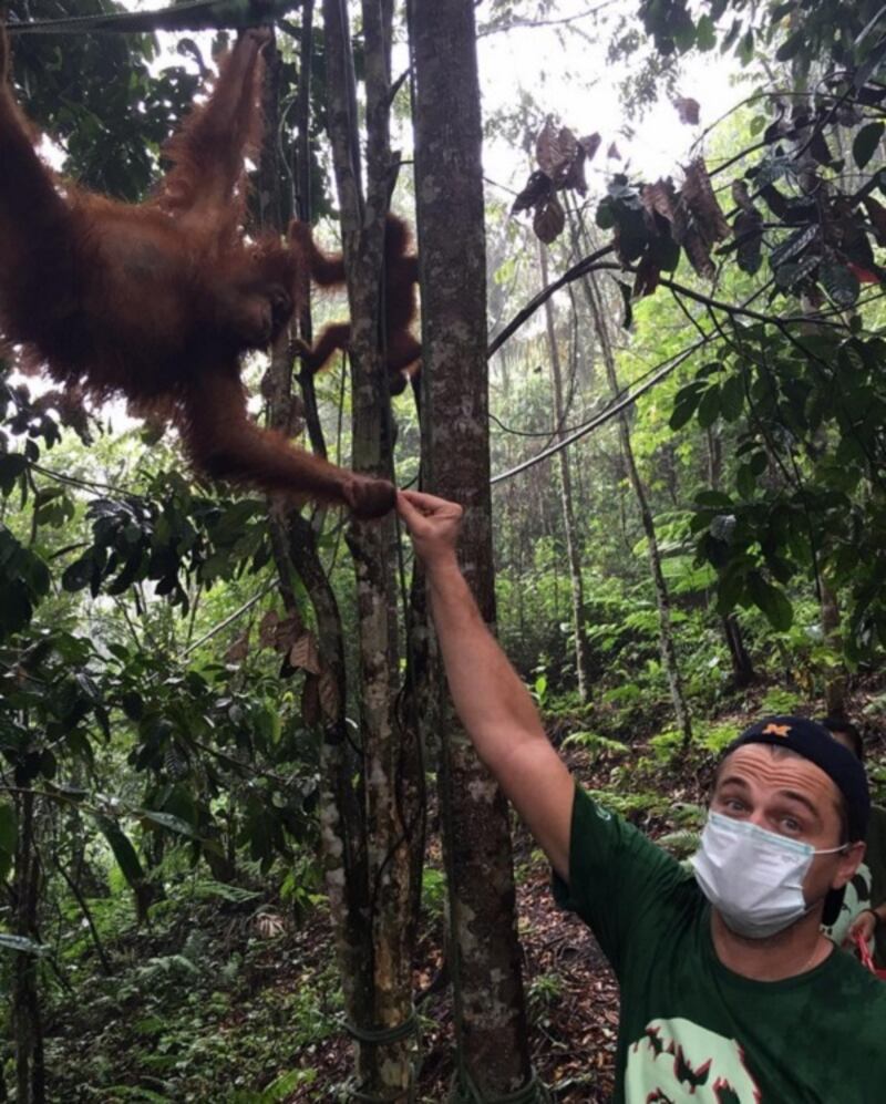 Leonardo DiCaprio, attore e ambientalista: foto 3