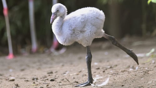 Un cucciolo di fenicottero allo zoo di Hannover 2