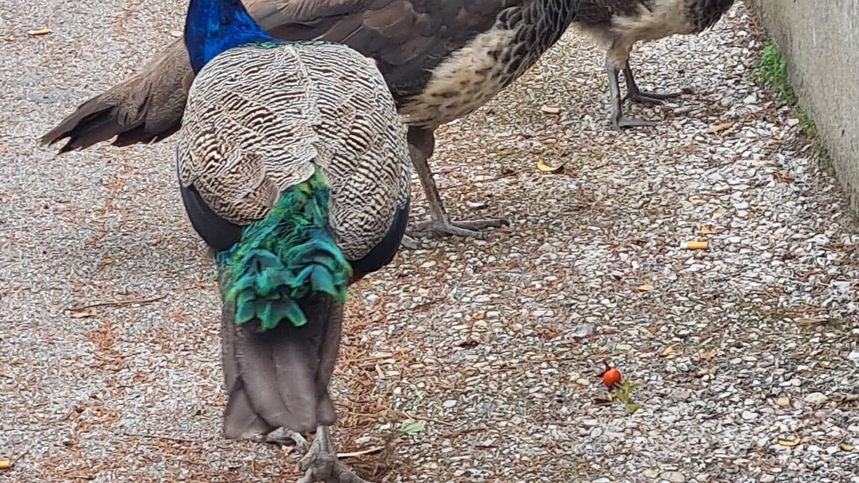 Il Pd fa la guerra ai pavoni: è scontro con gli animalisti