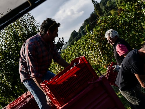 La sanatoria per gli immigrati ora fa infuriare gli agricoltori