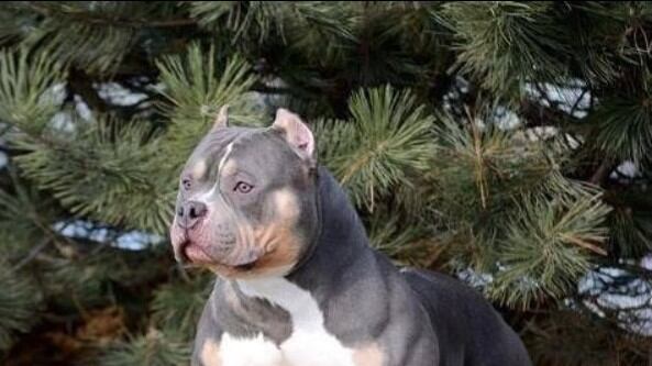 Troppi attacchi mortali. E Londra vieta i pitbull
