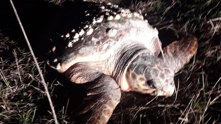 Barletta, caretta caretta trovata agonizzante in campagna