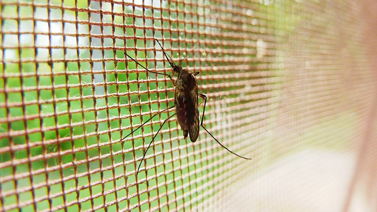 Allarme Dengue in Brasile: cosa consigliano gli esperti per chi rientra in Italia
