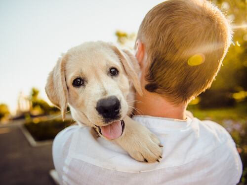 Non solo bambini. Giochi Preziosi punta sul divertimento per cani e gatti