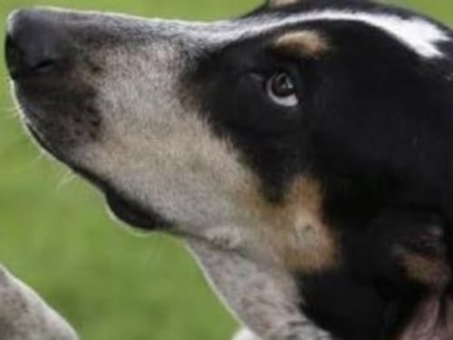I veterinari e la ricetta elettronica: spunta il sovrapprezzo di 10 euro